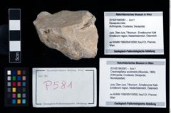 Foto (Objekt + Etikett) von Cracensigillatus acutirostris (Moericke, 1889)  (NHMW-GEO-2014-0194-0581)